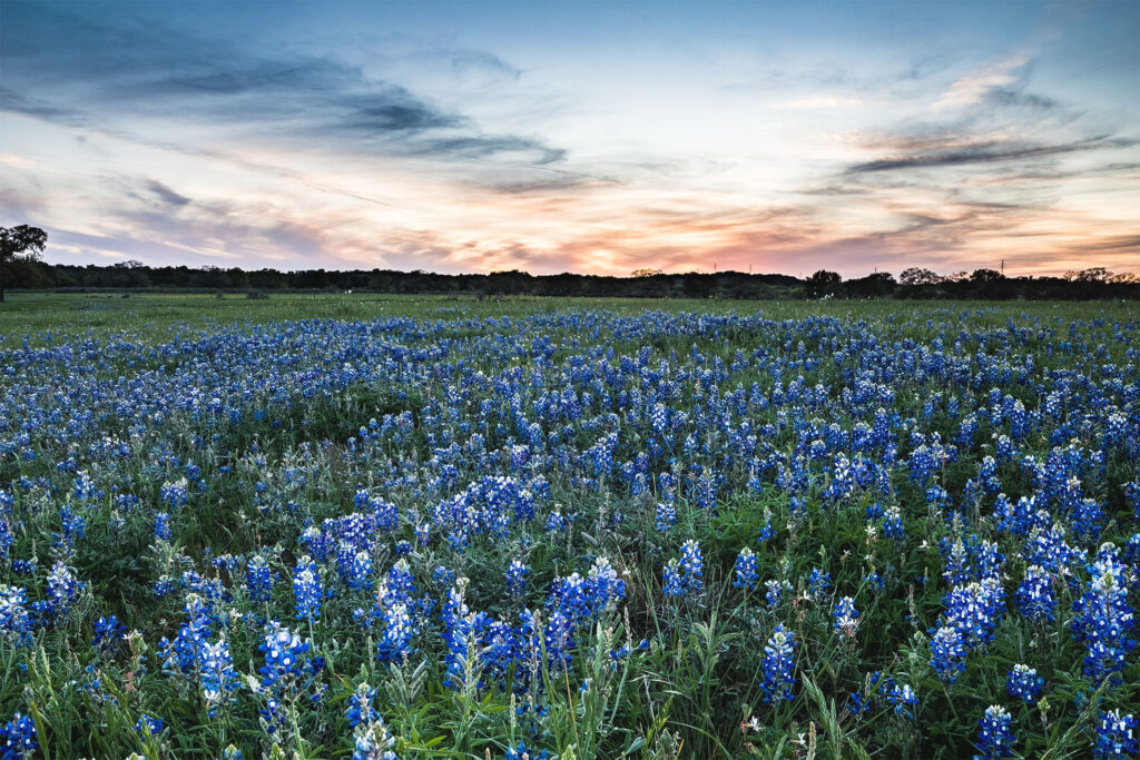 Texas Bluebonnets on a Central Texas Ranch waiting to have a custom home built on it.